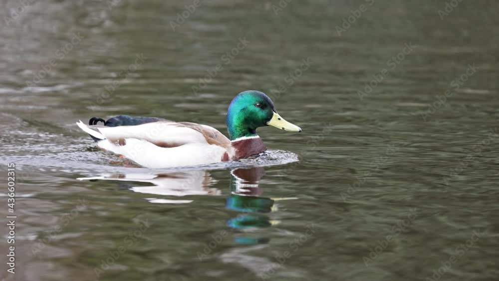 slow motion video with duck drake swiming in pond slow motion video with duck drake swiming in pond