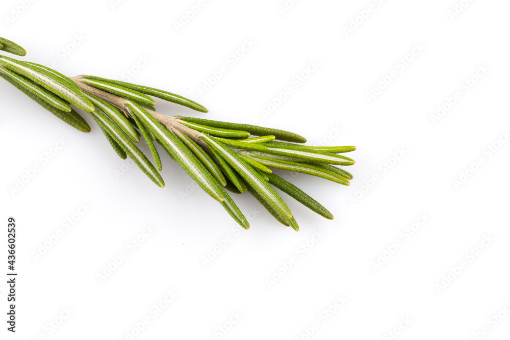 Fototapeta premium rosemary isolated on white background