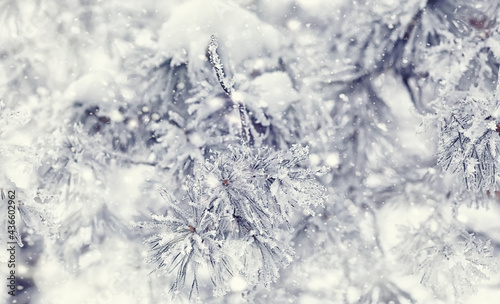 Winter forest landscape. Tall trees under snow cover. January frosty day in the park. © alexkich