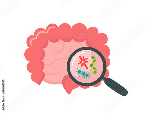 Small and large human intestine and magnifier. Gut microbiome. SIBO, leaky gut syndrome and candida growth. Abstract intestine. Vector illustration isolated on white background.