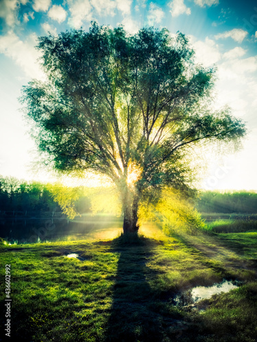 Enlighted Tree