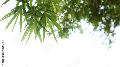 Natural theme background, bamboo leaves on white background.