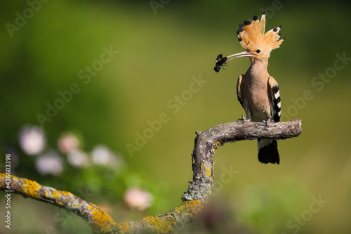 Colourful eurasian hoopoe, upupa epops, sitting on curved branch and holding black bug in beak. Feathered animal sitting on sun with copy space. Concept of food chain in nature.