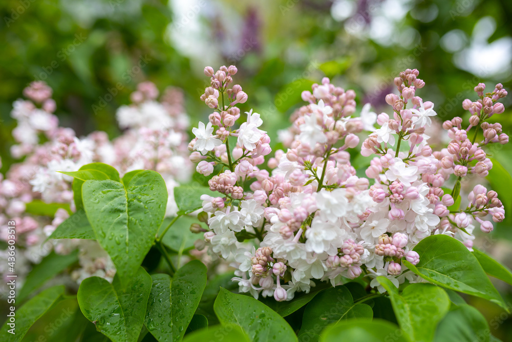 flowers of lilac bushes (Syringa) after the spring May rain flowers of lilac bushes (Syringa) after the spring May rain