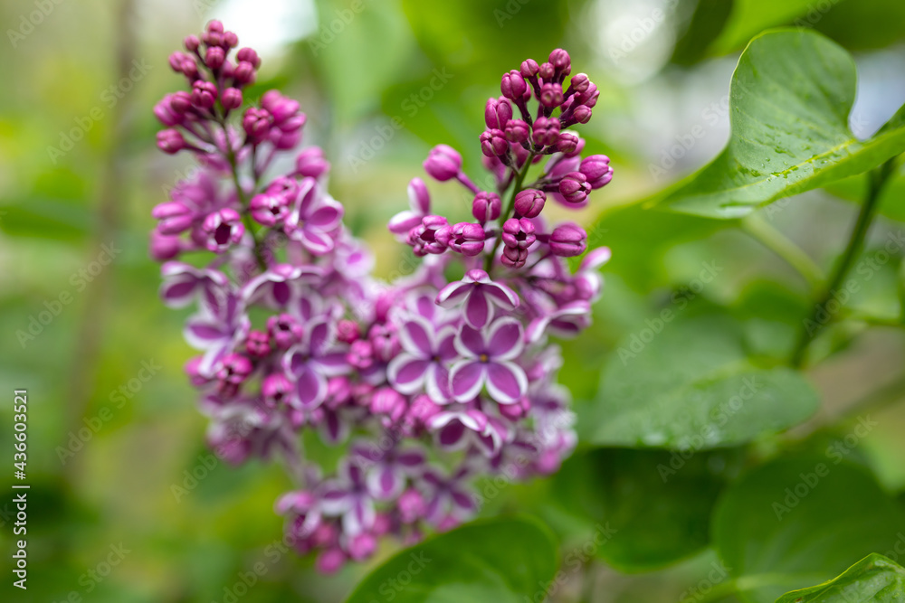 flowers of lilac bushes (Syringa) after the spring May rain flowers of lilac bushes (Syringa) after the spring May rain
