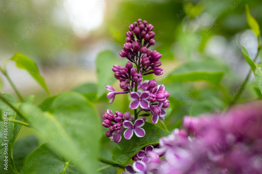 flowers of lilac bushes (Syringa) after the spring May rain flowers of lilac bushes (Syringa) after the spring May rain
