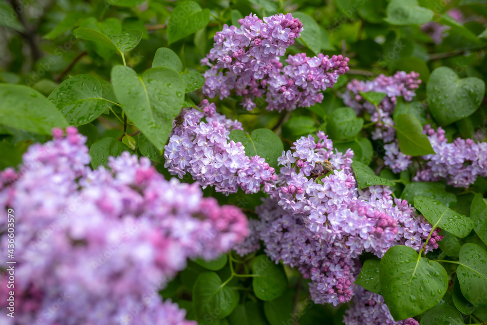 flowers of lilac bushes (Syringa) after the spring May rain flowers of lilac bushes (Syringa) after the spring May rain