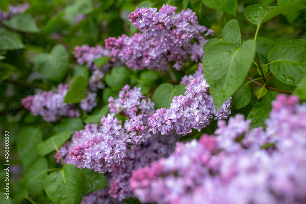 flowers of lilac bushes (Syringa) after the spring May rain flowers of lilac bushes (Syringa) after the spring May rain