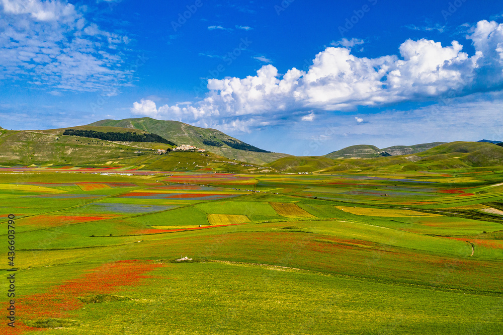 Lentil flowering with poppies and cornflowers in Castelluccio di Norcia, Italy