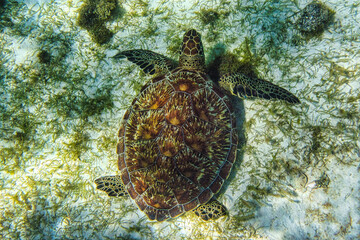 Crédence de cuisine  Saint Vincent and the Grenadines, Green Sea Turtle swimming in the Caribbean Sea, Tobago Cays at Lesser Antilles.  © rudiernst