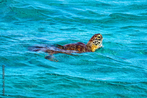 Saint Vincent and the Grenadines, Green Sea Turtle swimming in the Caribbean Sea, Tobago Cays at Lesser Antilles
