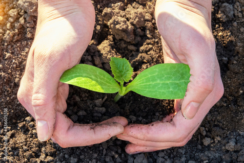 World soil day concept: human hands hold and protect a young green seedling planted in the ground, soil