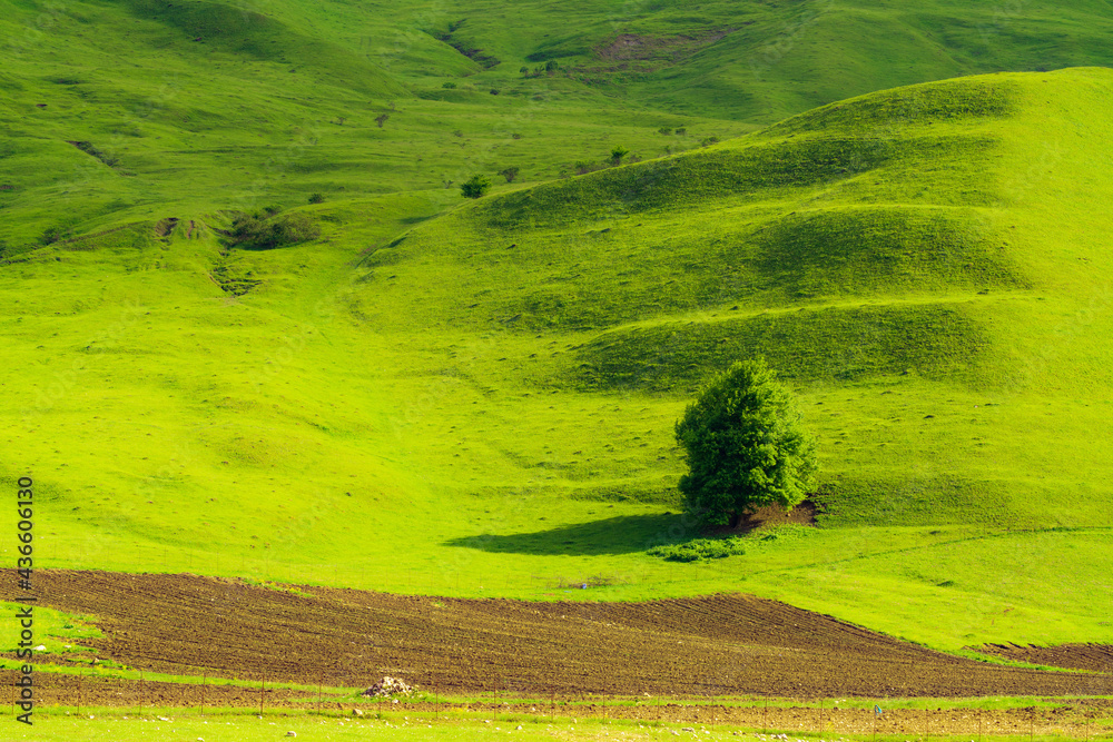 Fototapeta premium Lonely tree on a green hill