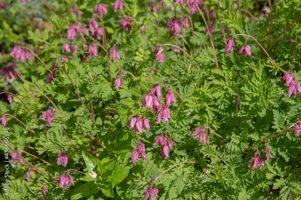 Spring Flowering Pink Bluebell Flowers (Hyacinthoides 'Queen of the Pinks') Growing Amongst the Green Leaves of a Cranesbill Plant (Geranium 'Blushing Turtle') in a Herbaceous Border in a Garden Spring Flowering Pink Bluebell Flowers (Hyacinthoides 'Queen of the Pinks') Growing Amongst the Green Leaves of a Cranesbill Plant (Geranium 'Blushing Turtle') in a Herbaceous Border in a Garden