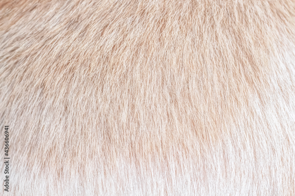 Close up Furry cat soft texture with white light brown patterns for background