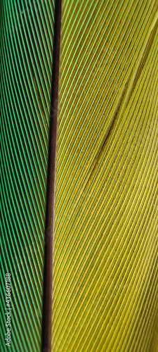 Parrot wing wallpaper,