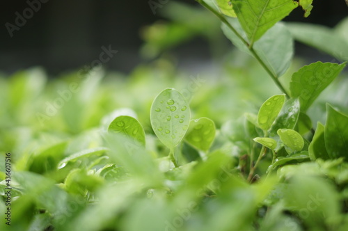 Leaf, leaf close up