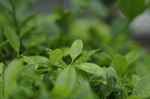 close up of leaves