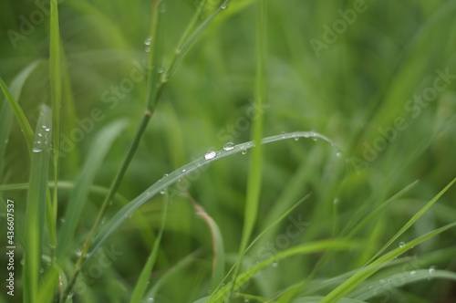 water drops on grass.