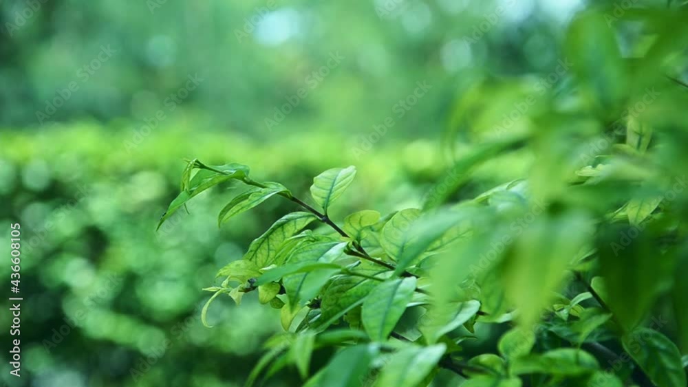 The leaves of the trees blown in the wind against a green backdrop. The leaves of the trees blown in the wind against a green backdrop.