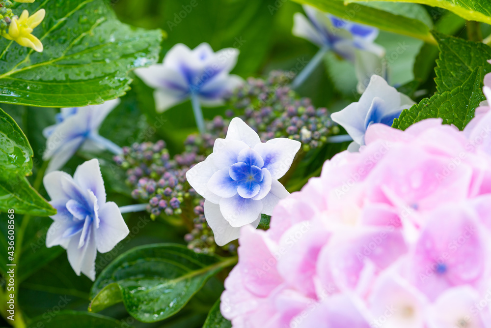 Fototapeta premium 雨上がりの紫陽花(マクロ撮影)花物語