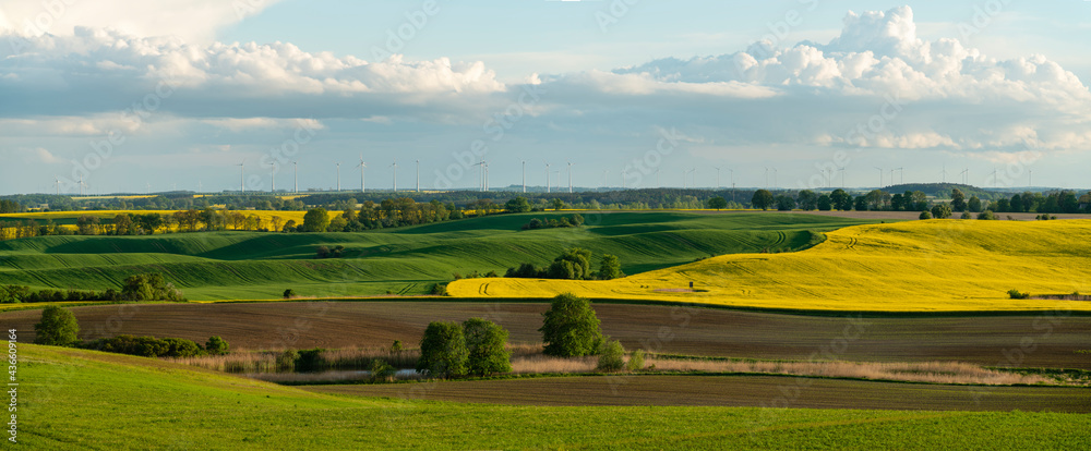 Obraz premium Blooming rapeseed, windmills and storm clouds - panorama of the agricultural landscape of Germany