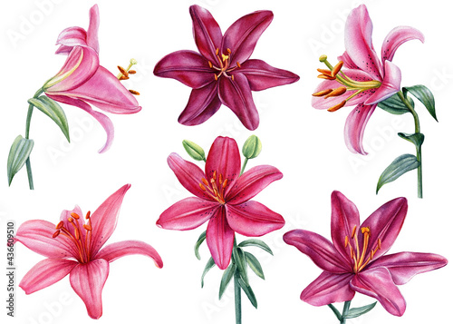 Watercolor set of pink lilies, hand drawn illustration of flowers isolated on white background.
