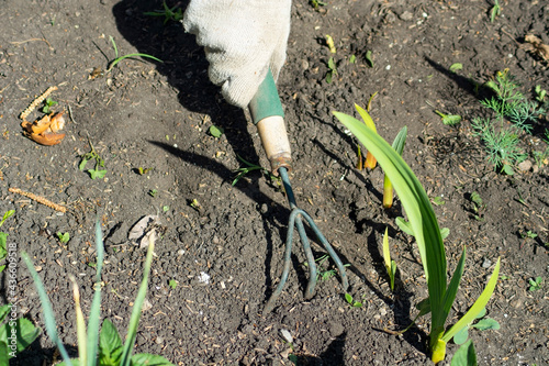 A gloved hand and a hand-held garden rake.