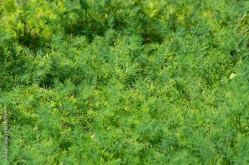 A bed of dill, lots of dill.