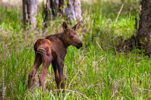 cute newborn wild baby moose calf standing  in spring meadow surrounded by grass and trees  near Anchorage, Alaska