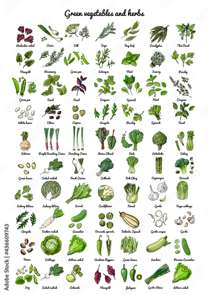 3,140 Leafy Greens Sketch Images, Stock Photos & Vectors | Shutterstock