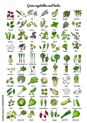 Green vegetables and herbs. Vector food icons of vegetables. Colored sketch of food products. Spices, artichoke, arugula, radish, lettuce, onion, zucchini
