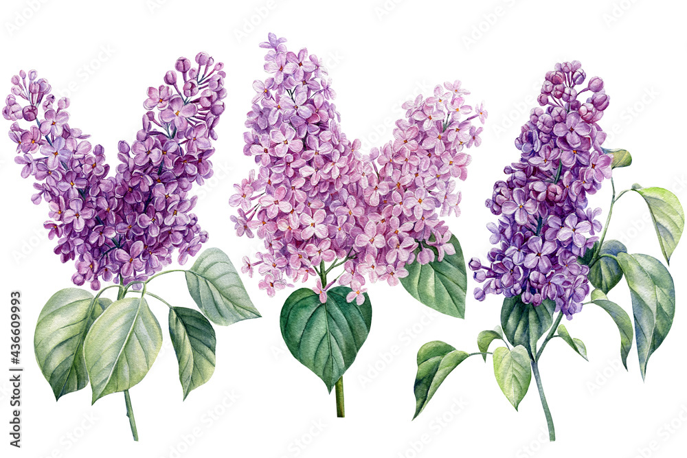Obraz premium Elegant lilac flowers on isolated white background, watercolor illustration, collection, greeting cards