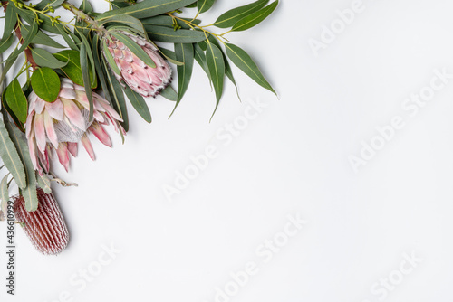 Beautiful flat lay arrangement of mostly Australian native flowers, including pink king protea, protea neriifolia, purple banksia and eucalyptus leave, on white background. Space for copy. photo