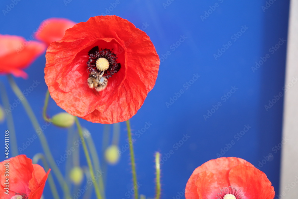 Obraz premium Mohnblume mit Biene