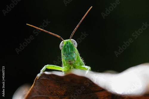 Green grasshopper hanging on the leaf against dark green nature background and looking at camera