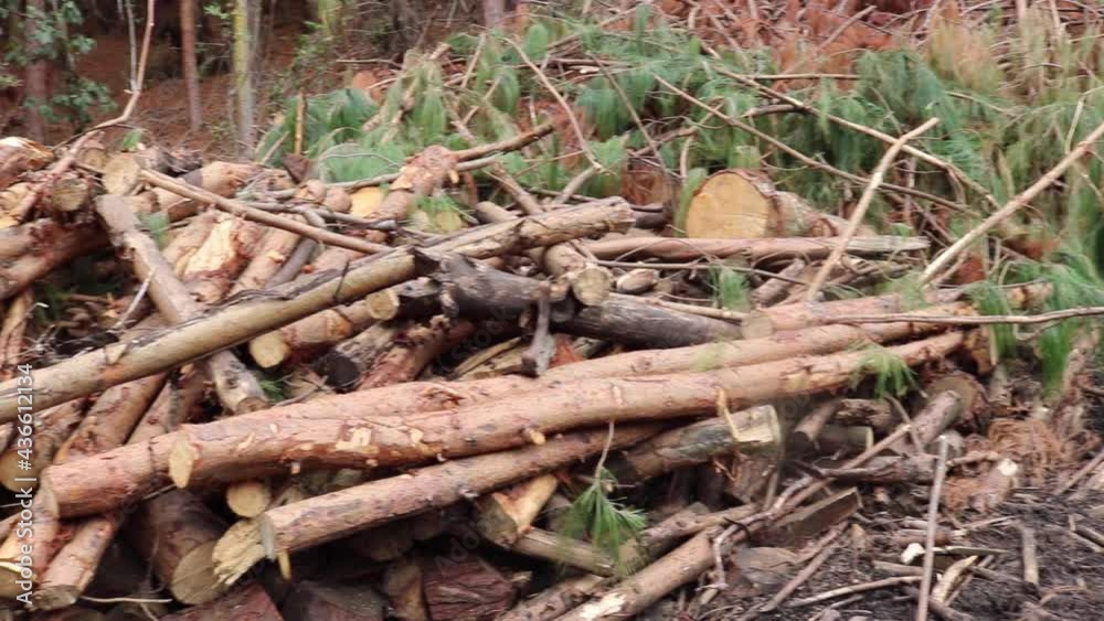 Many felled tree branches in the forest Many felled tree branches in the forest