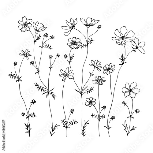 Small wildflowers. Vector line hand drawn illustration with a summer wildflowers. Minimalist flower, herb and medicinal plant. For design, tattoo, decor, postcard.