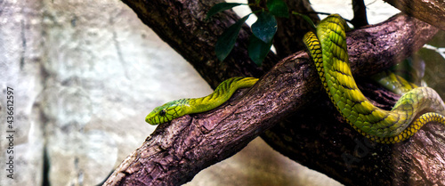 Western African green mamba “Dendroaspis viridis” snake on a tree branch photo