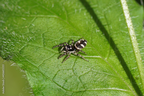 Female Zebra spider (Salticus scenicus). Subfamily Salticinae. Family jumping spiders (Salticidae). On a leaf in a Dutch garden. Spring, May, Netherlands © Thijs de Graaf