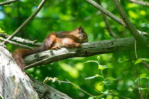 Eichhörnchen