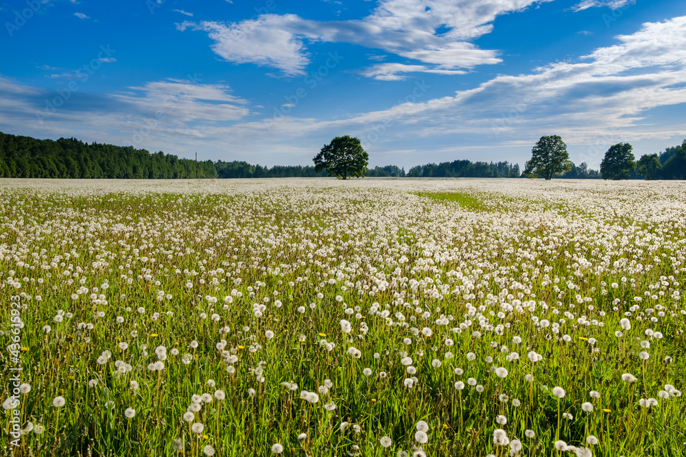 Countless white fluffy dandelions on the field on a sunny summer day. In the background is a blue sky with clouds and trees. Colorful rural landscape. Countless white fluffy dandelions on the field on a sunny summer day. In the background is a blue sky with clouds and trees. Colorful rural landscape.