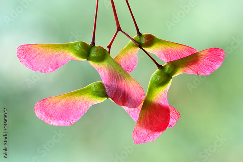 Red and green winged fruits and seeds of maple tree