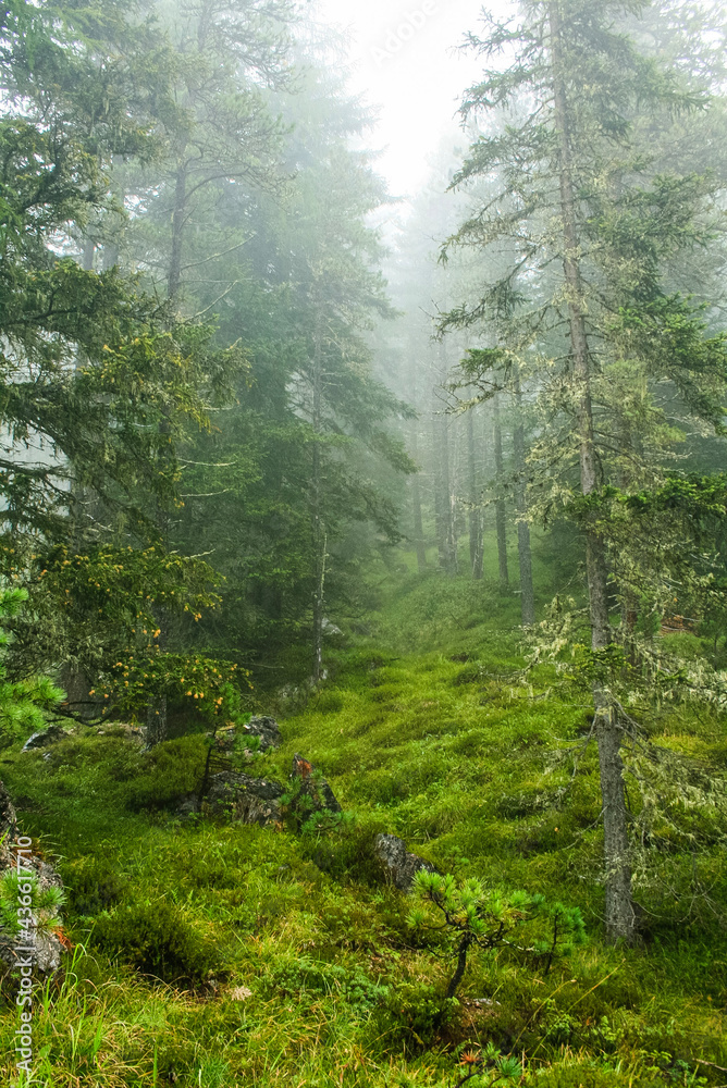 Fototapeta premium morning in the forest