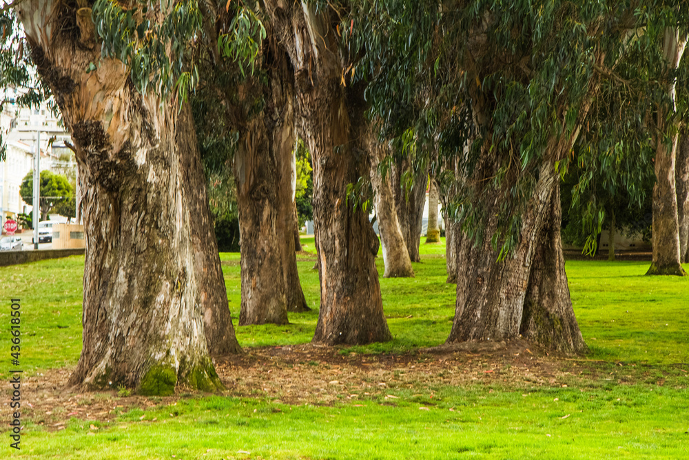Fototapeta premium trees in the park
