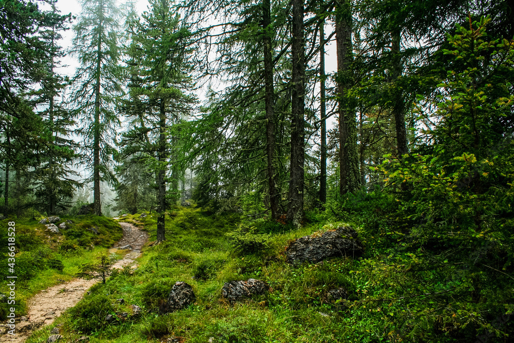 Fototapeta premium forest in the forest