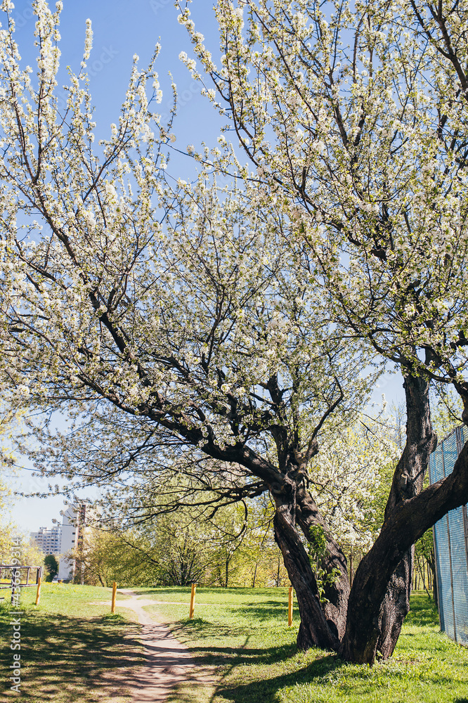Cherry tree blooming with white flowers in May in spring - the awakening of nature after hibernation and cold Cherry tree blooming with white flowers in May in spring - the awakening of nature after hibernation and cold