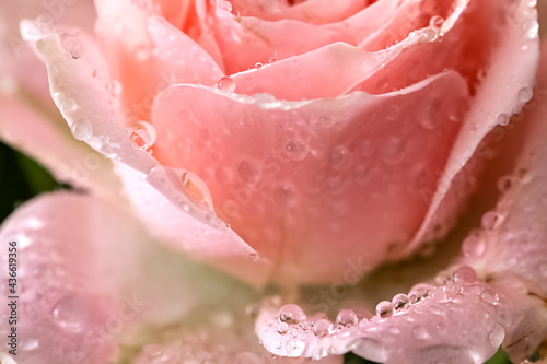 Close up of dew drops on fresh petals of pink rose