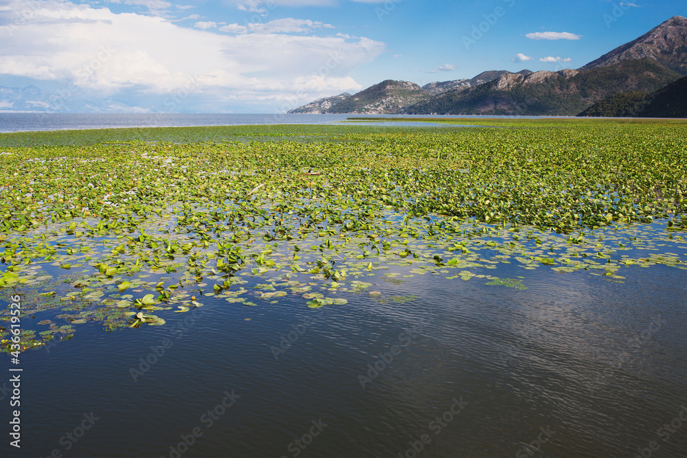 Dense thickets of water lilies on the water - the river against the background of the mountains in the national reserve