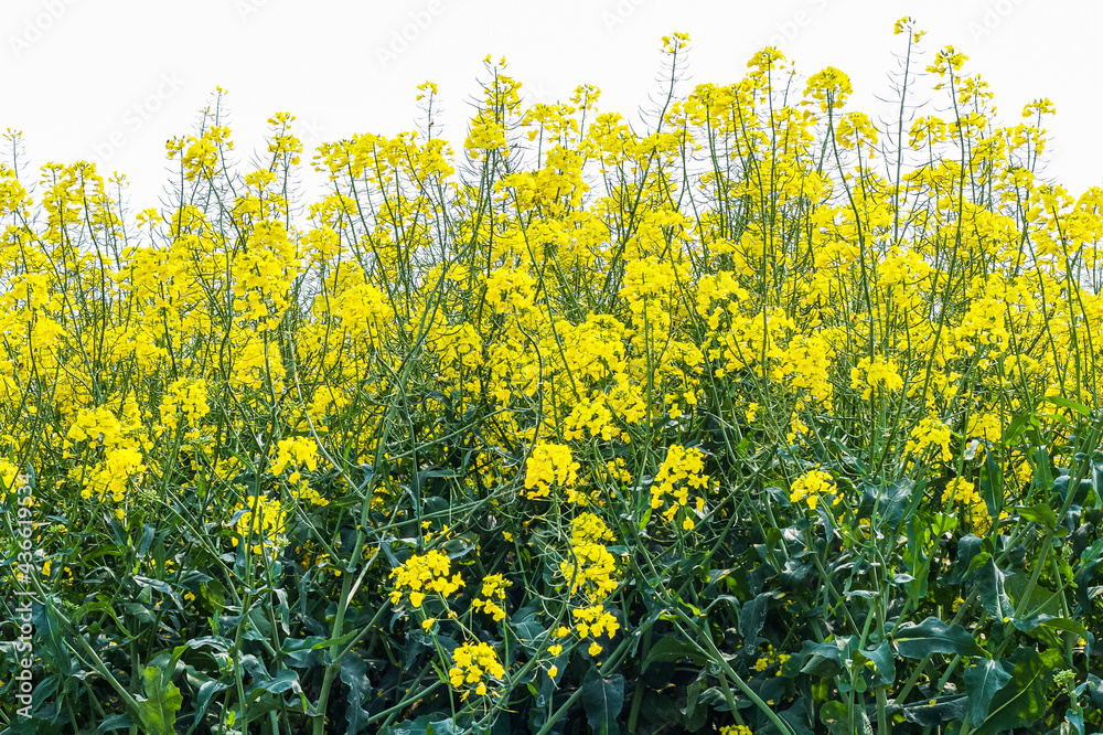 Fototapeta premium field of dandelions